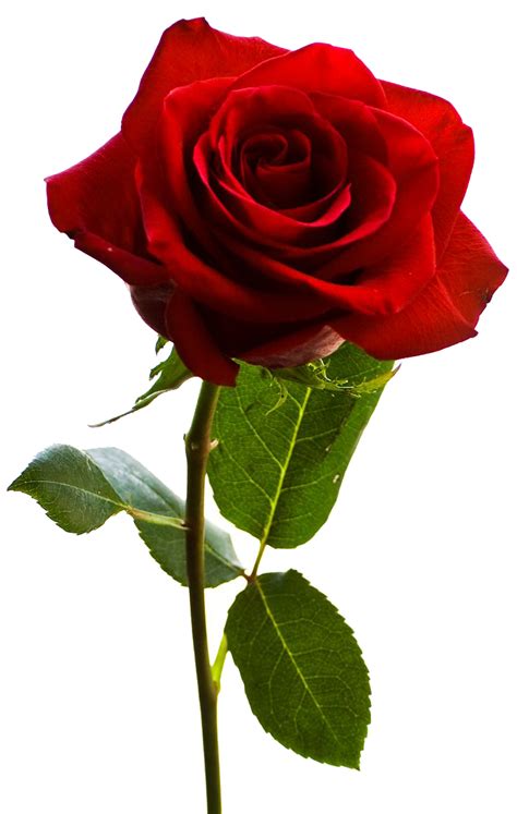 Rose PNG transparent image download, size: 736x1160px