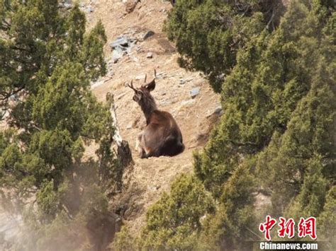 牧民监测员首次在三江源监测到水鹿分布(组图)_凤凰网资讯_凤凰网