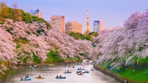 Where To See Sakura In Tokyo
