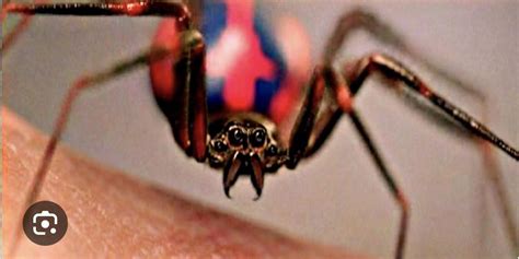 Image result for Science Lab Report On Spider