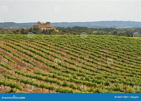 Spanish Vineyards in Catalonia Stock Photo - Image of gothic, catholic ...