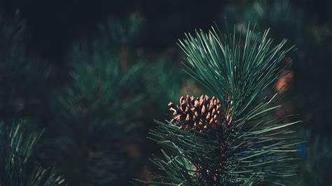 Download wallpaper 1920x1080 pine, bump, needles, branch, blur full hd ...