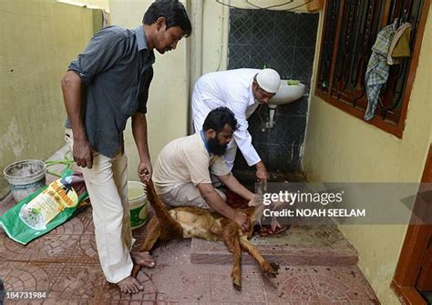 Python Killing a Goat 的图像结果