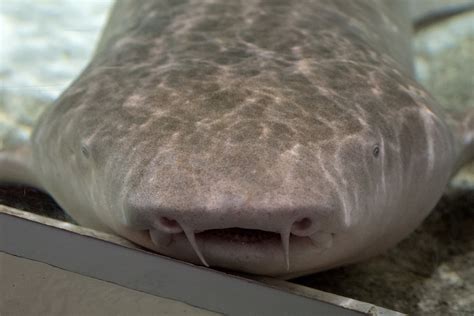 Nurse Shark Bite