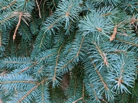 Image result for Hibiscus Root System