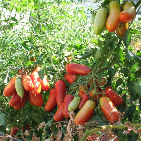 Growing San Marzano Tomatoes: The Ultimate Guide – Euphoricgreens
