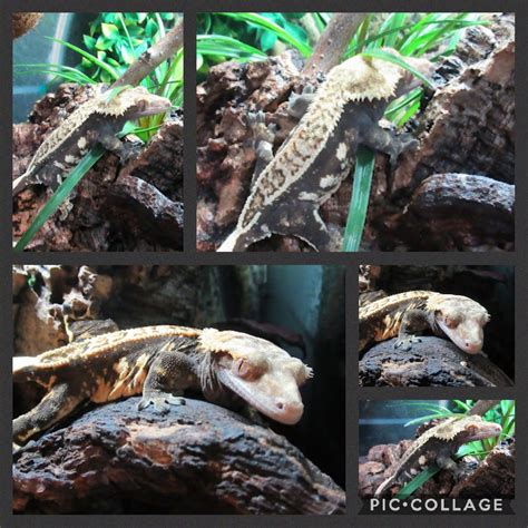 Crested Gecko Morphs