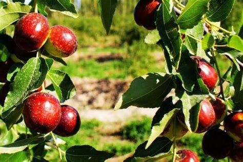 新疆十大特产水果 阿克苏苹果上榜，第八被誉为“水果皇后”_排行榜123网