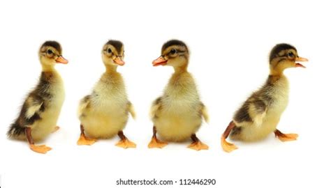Image result for Ducklings Running