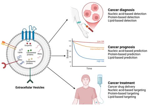 Cell Progression and Survival Functions of Enzymes Secreted in ...