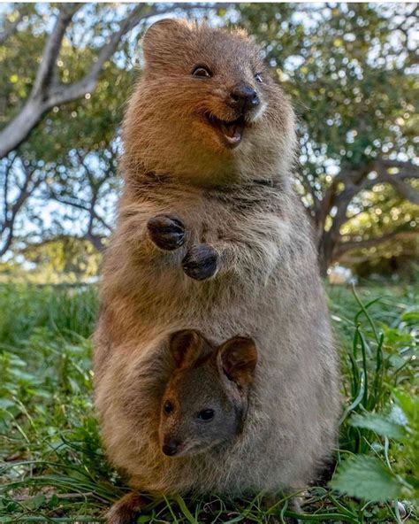 cute quokka pictures