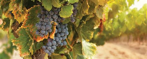 Unlock Exclusive Discounts — Club Wyndham