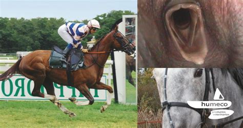 Línea de endoscopios equinos de Optomed, lo último en diagnóstico por ...