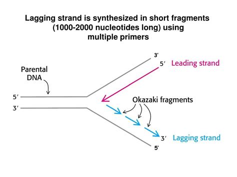 Image result for DNA Polymerization