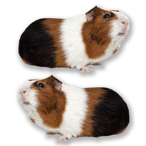 Can Guinea Pigs See All Colors at Harry Brawner blog
