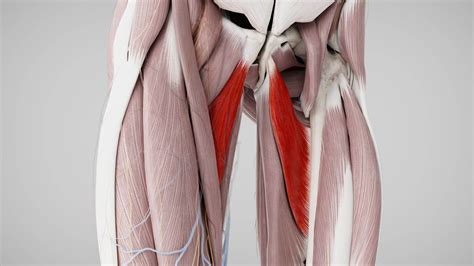 Musculus adductor brevis - DocCheck