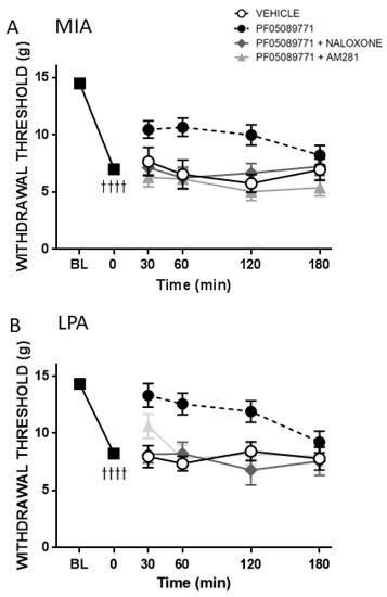 Long-Term Blockade of Nociceptive Nav1.7 Channels Is Analgesic in Rat ...