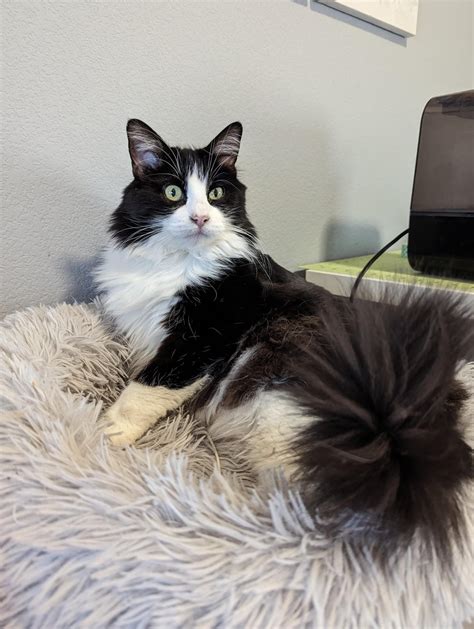 I feel pretty, am I pretty? : r/bottlebrush