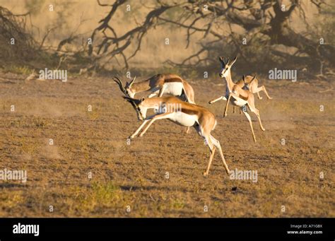 Image result for Springbok Running