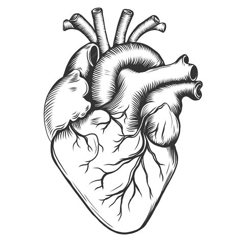 Drawn Human Heart