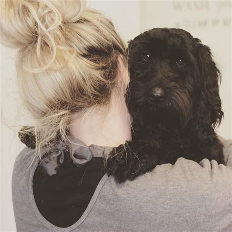 Image result for Cockapoo Hypoallergenic Dogs