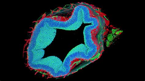 Image result for Mouse Intraperitoneal Space