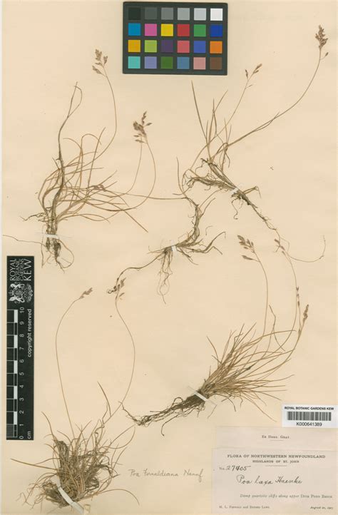 Poa flexuosa subsp. fernaldiana (Nannf.) Á.Löve & D.Löve | Plants of ...