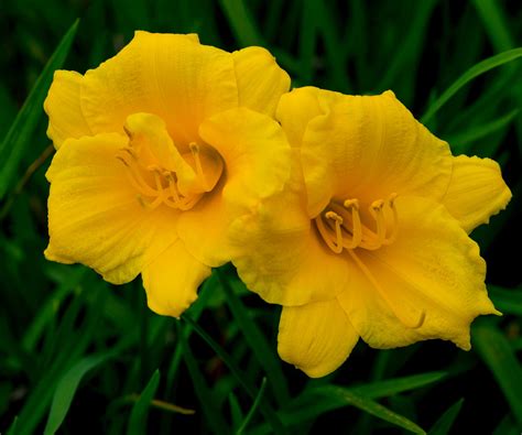 How to grow Stella d'Oro daylily: professional advice | Homes and Gardens