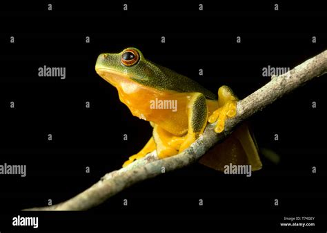 Green Tree Frog 的图像结果