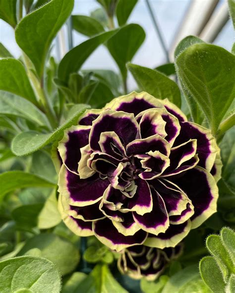 Petunia, Midnight Gold – Maple Park Farm