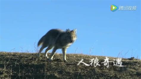 圆月下山坡上吼叫的狼高清图片_陆地动物_图片114