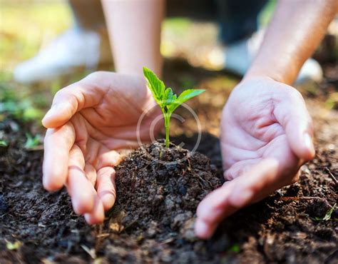 Image result for Pro-Humane Tree-Planting Project