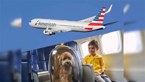 American Airlines Carry-Ons For Pets: Traveling With Pets In US? What's ...