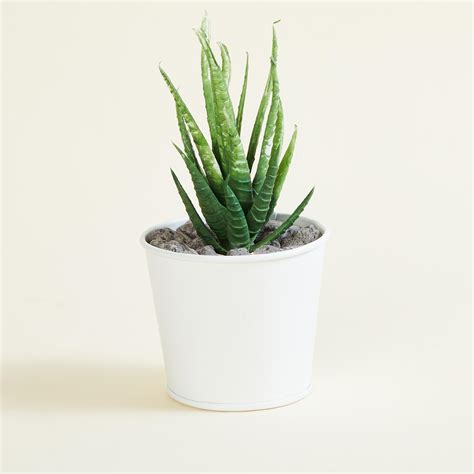 Buy Spinel Crown Artificial Succulent in Pot from Home Centre at just ...