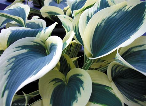 Blue Ivory Hosta – Hostas-Store