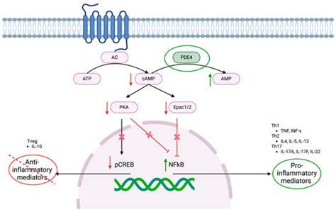 Exploring the Therapeutic Landscape: A Narrative Review on Topical and ...