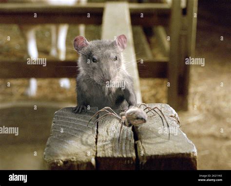 Templeton Of Charlotte's Web