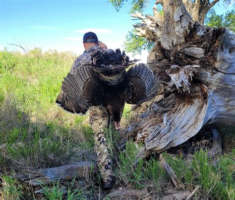 Wheatland, WY, USA - Turkey hunting | Infinite Outdoors