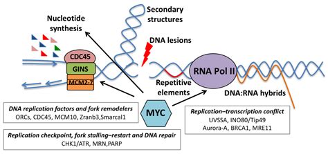 MYC-Induced Replicative Stress: A Double-Edged Sword for Cancer ...
