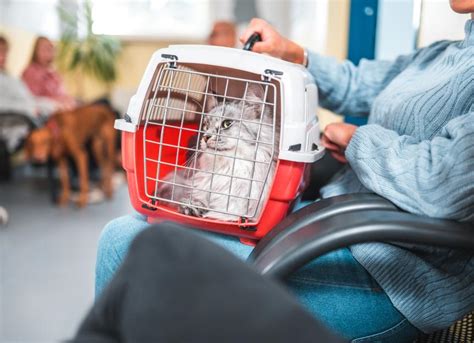 10 Things You Probably Shouldn’t Do at the Vet’s Office With a Cat | PetMD