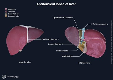 Liver | Encyclopedia | Anatomy.app | Learn anatomy | 3D models ...