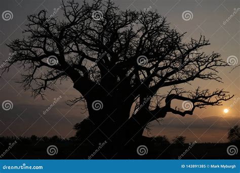 Baobab Silhouette in the Sunrise. Stock Image - Image of africa, destinations: 143891385