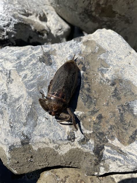 Image result for Alien River Bug