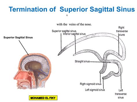 Cranial cavity part 2 | PPT
