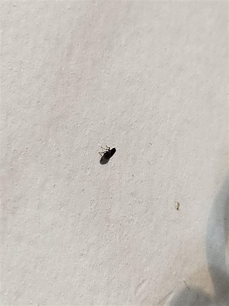 MD, USA Tiny black bugs with wings that fly and jump in guinea pig ...