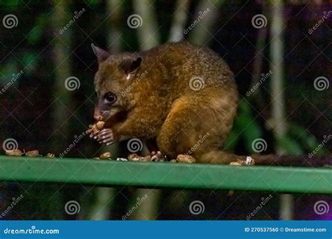 Common Brushtail Possum Eating Peanuts at a Feeding Station Stock Photo ...