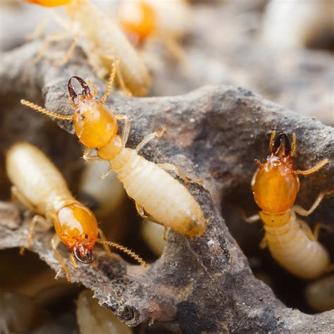 Does Mulch Attract Termites Australia at Jennie Wilson blog