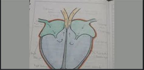 Draw a schematic representation of transport and exchange of oxygen and ...