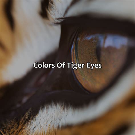 What Color Are Tigers Eyes - colorscombo.com