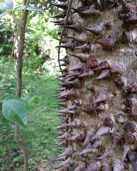 Image result for Sand Box Tree Pod Explosion